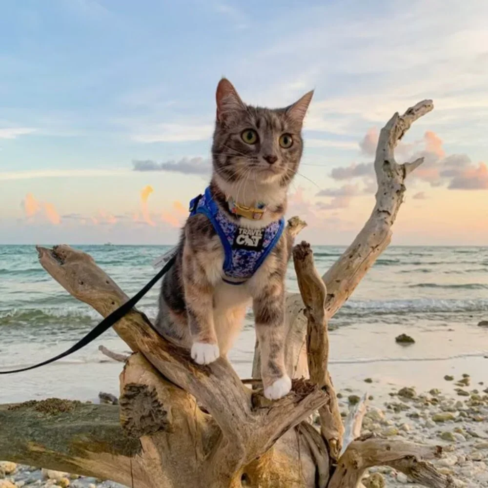 PETS: TRAVEL CAT: THE TRUE ADVENTURER HARNESS & LEASH SET